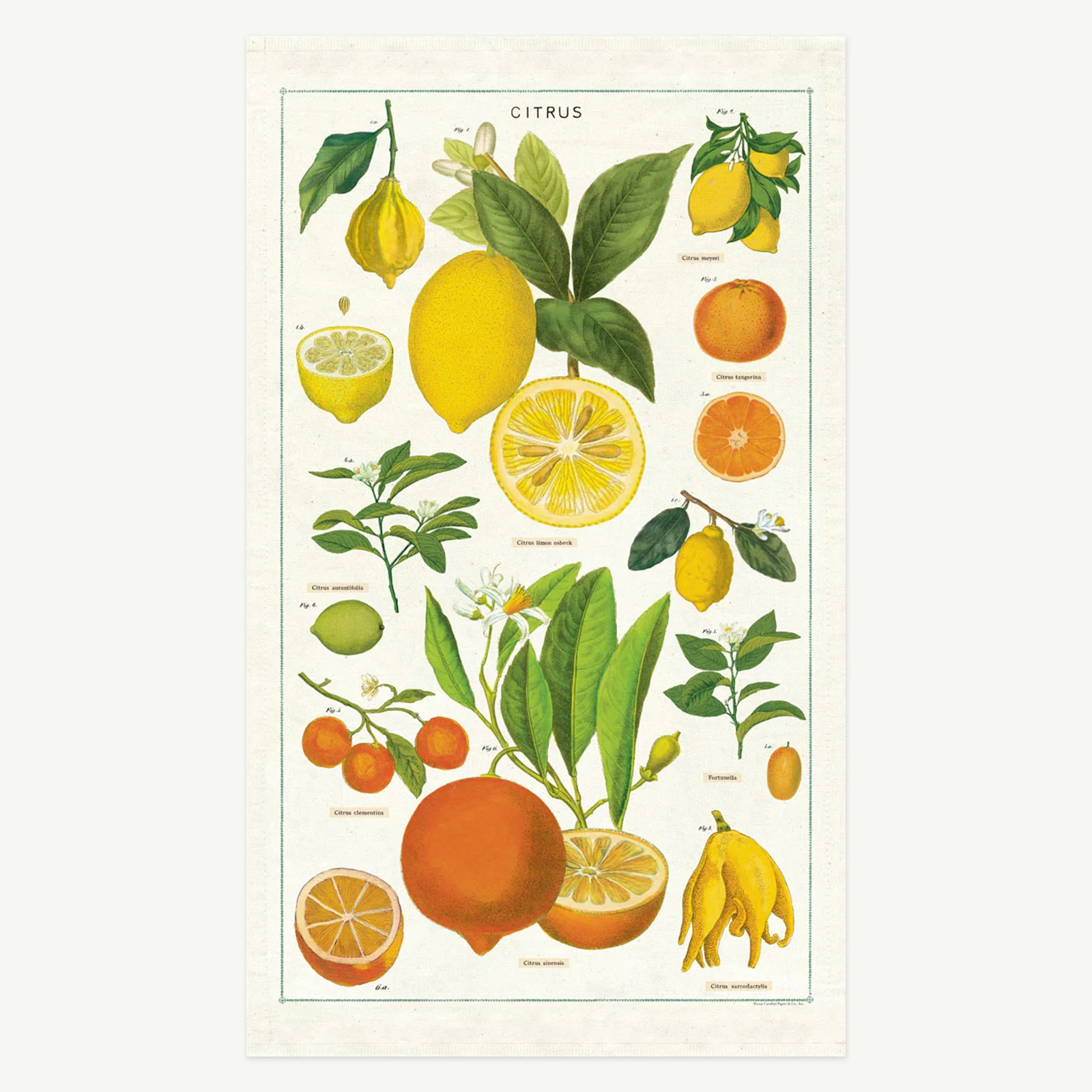 Cavallini Tea Towel - Citrus - AUD $44.00