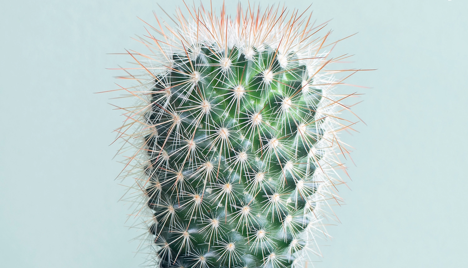 Imagem de cacto caseiro em frente a fundo azul-celeste ilustra desconforto na pele em artigo sobre como resolver coceira na barba.
