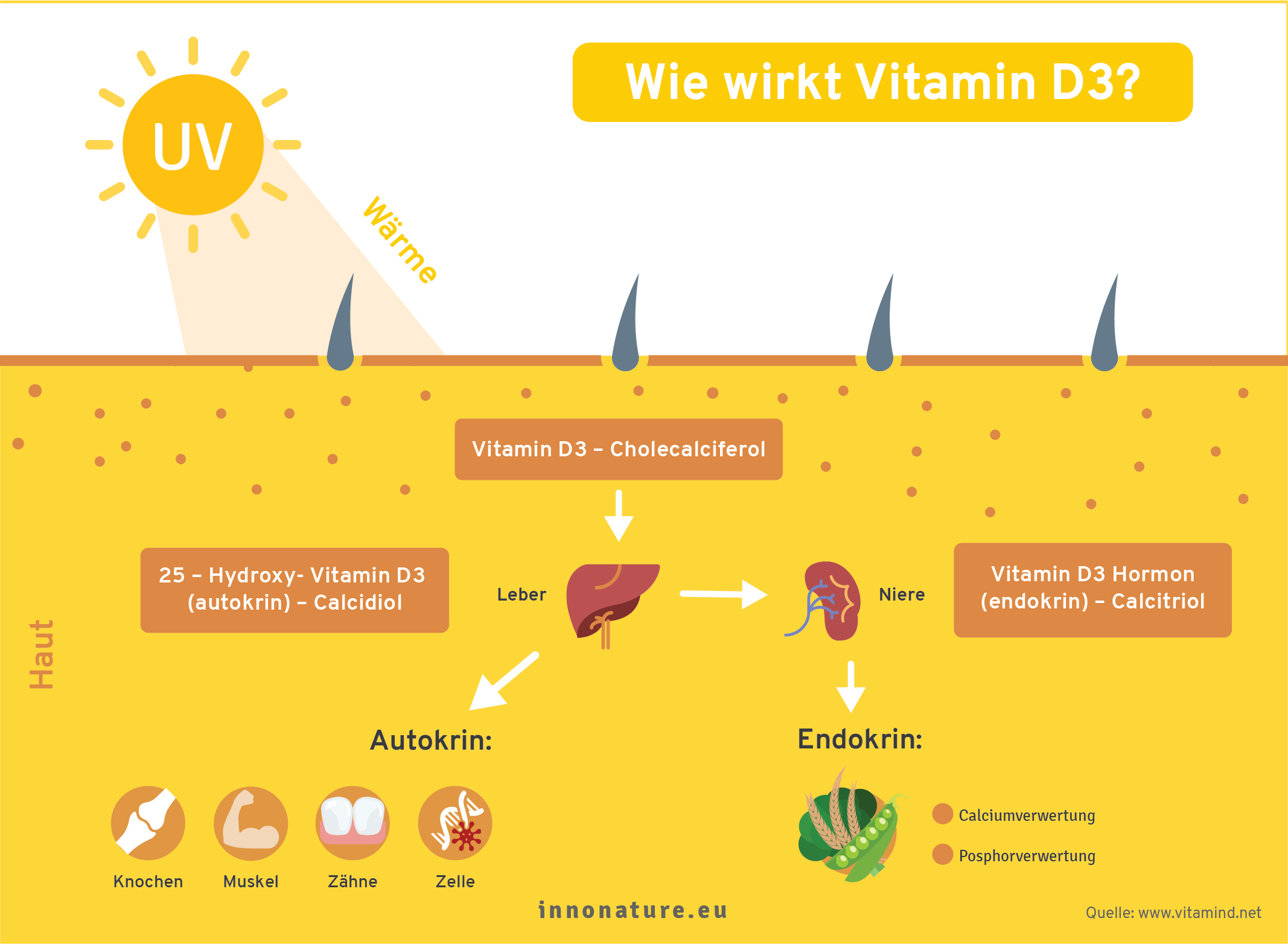 Grafik Wie wirkt Vitamin D3?