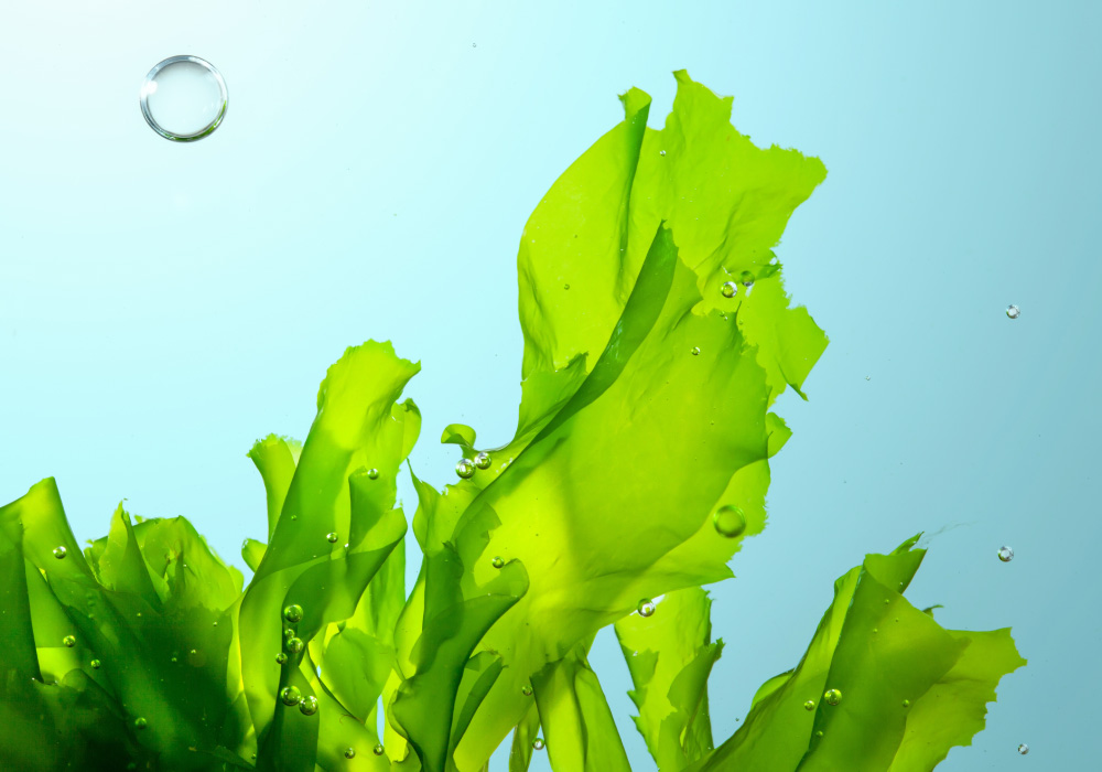 Omega 3 aus Algen – die pflanzliche Quelle