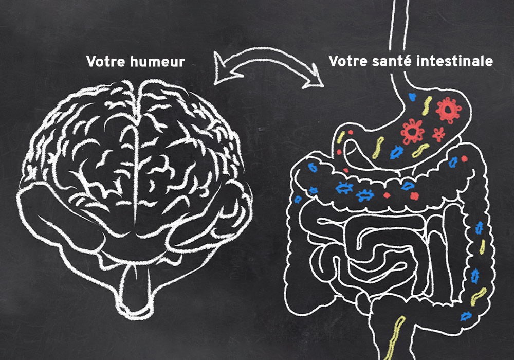 Graphique montrant le cerveau et à côté le tractus gastro-intestinal. Le graphique illustre la relation entre l'humeur et la santé intestinale.