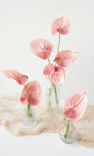 15" Anthurium Flowers with Stem