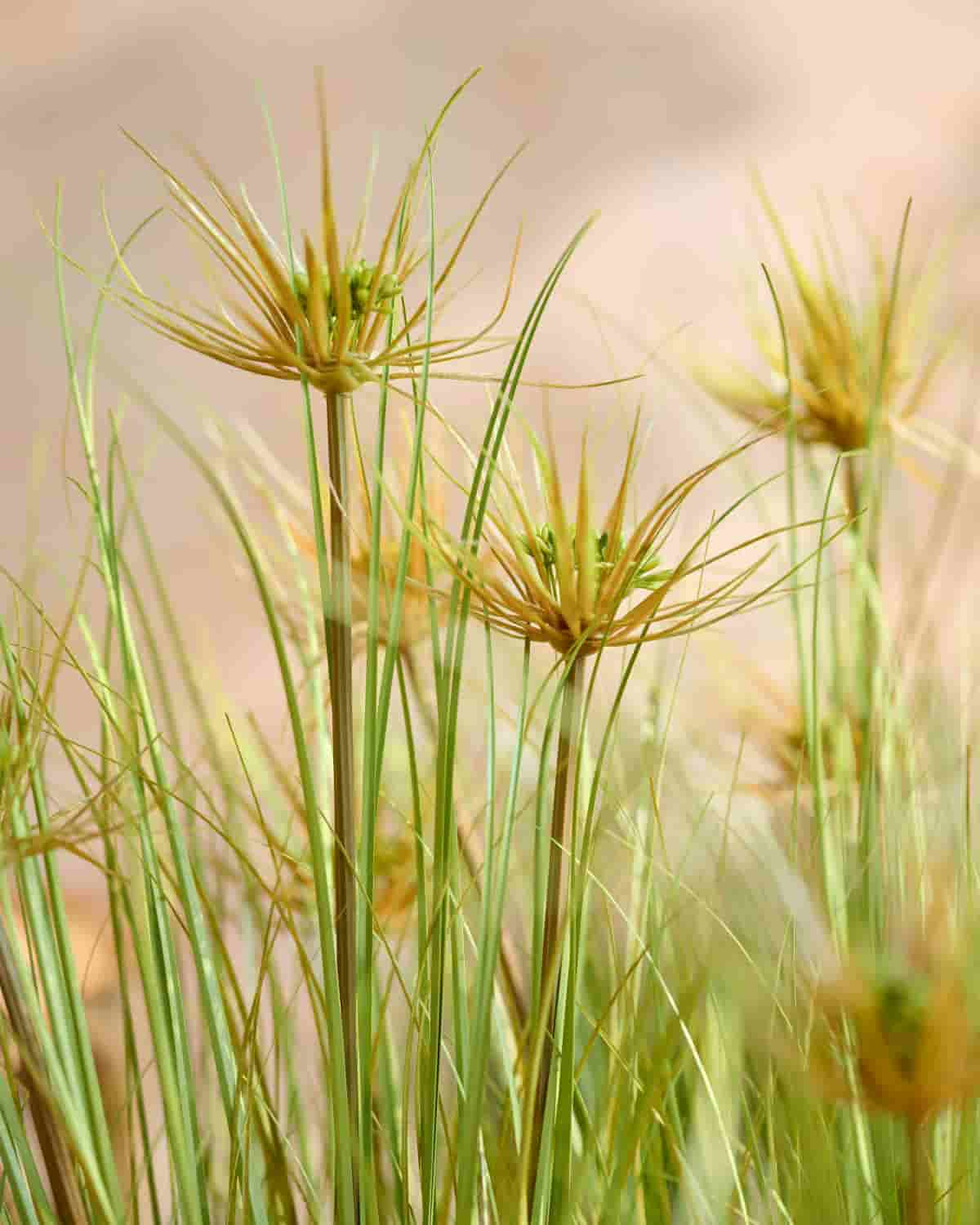 Lush Maiden Grass Meadow in Green