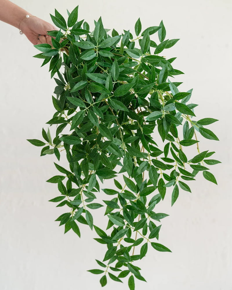 Rosa Banksiae Hanging Vine