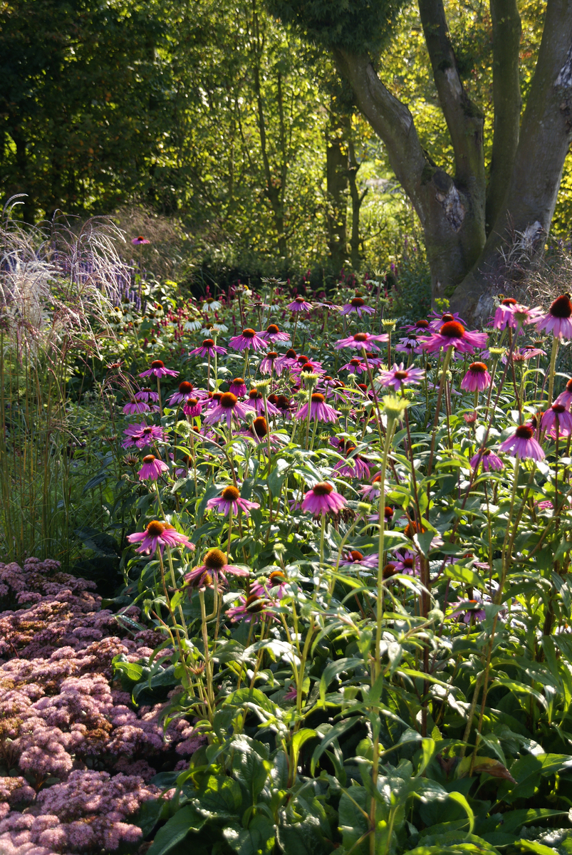 moderne wilde tuin