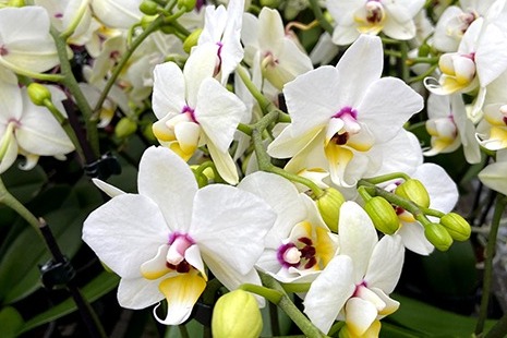 Was ist das besondere an der Schmetterlings-Orchidee? Was ist das besondere an der Schmetterlings-Orchidee?