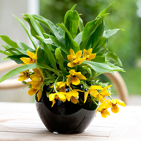 Der richtige Standort für die Promenaea Sunlight Orchidee Der richtige Standort für die Promenaea Sunlight Orchidee