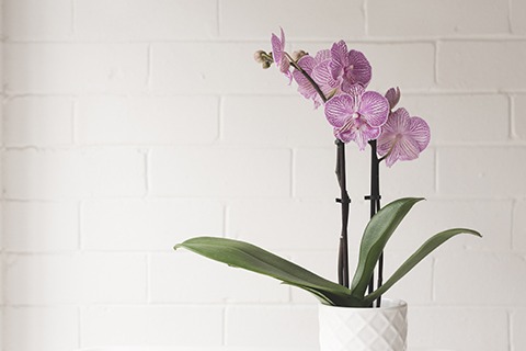 Wie viel Sonne braucht eine Phalaenopsis Schmetterlingsorchidee? Wie viel Sonne braucht eine Phalaenopsis Schmetterlingsorchidee?