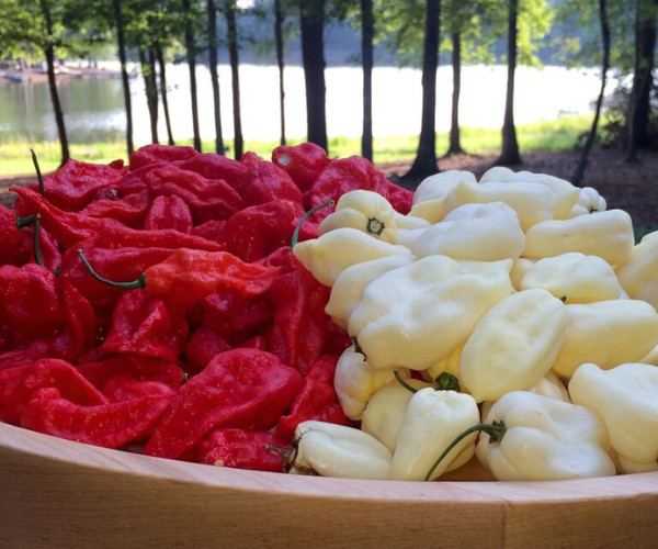 Pappy Van Winkle Bourbon Barrel Aged Pepper Sauce