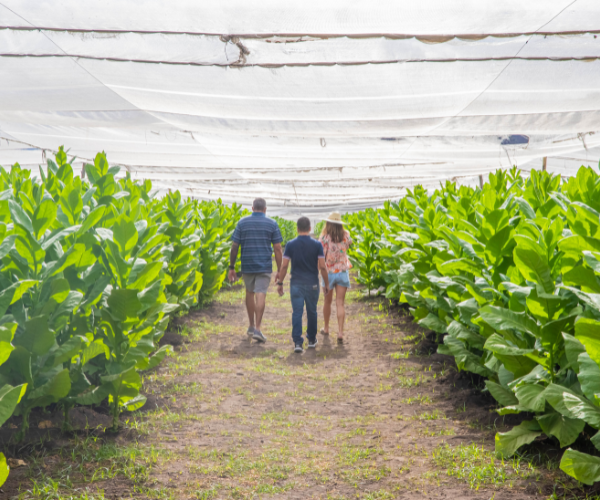 Pappy Van Winkle Cigars