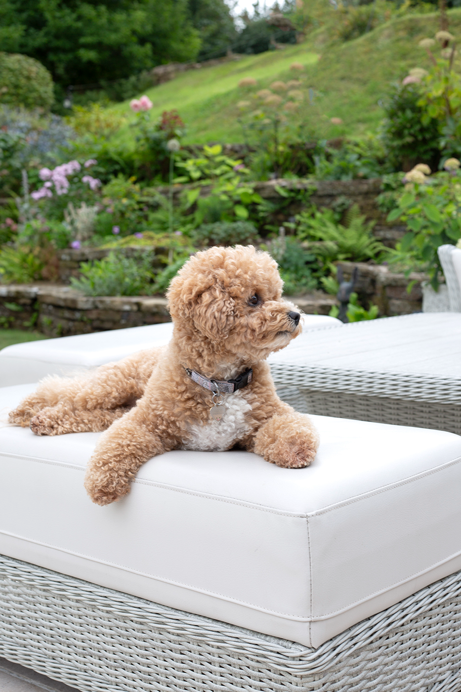 Tuscany Seasoned Limestone Pavers Customer Dog