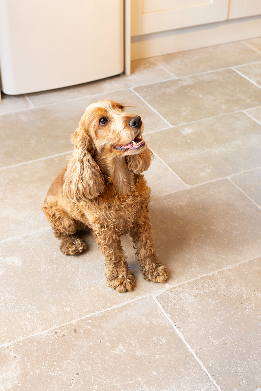Sorrento Aged Tumbled Limestone Project Lifestyle Dog