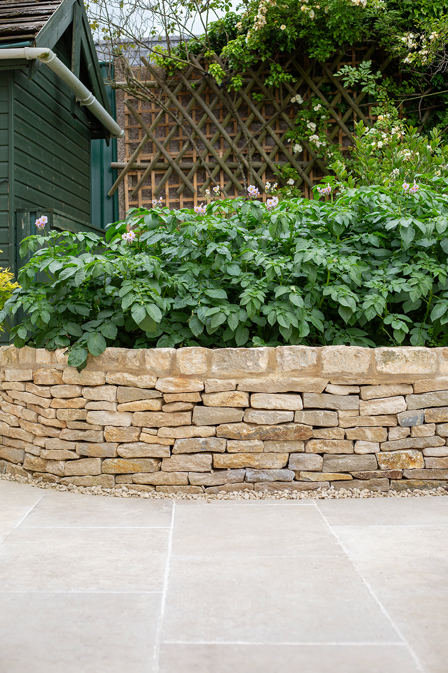 A lush green potato plant garden is enclosed by a circular stone wall, set against a green shed and wooden trellis backdrop, exuding tranquility. With Chastleton Ivory Paving.