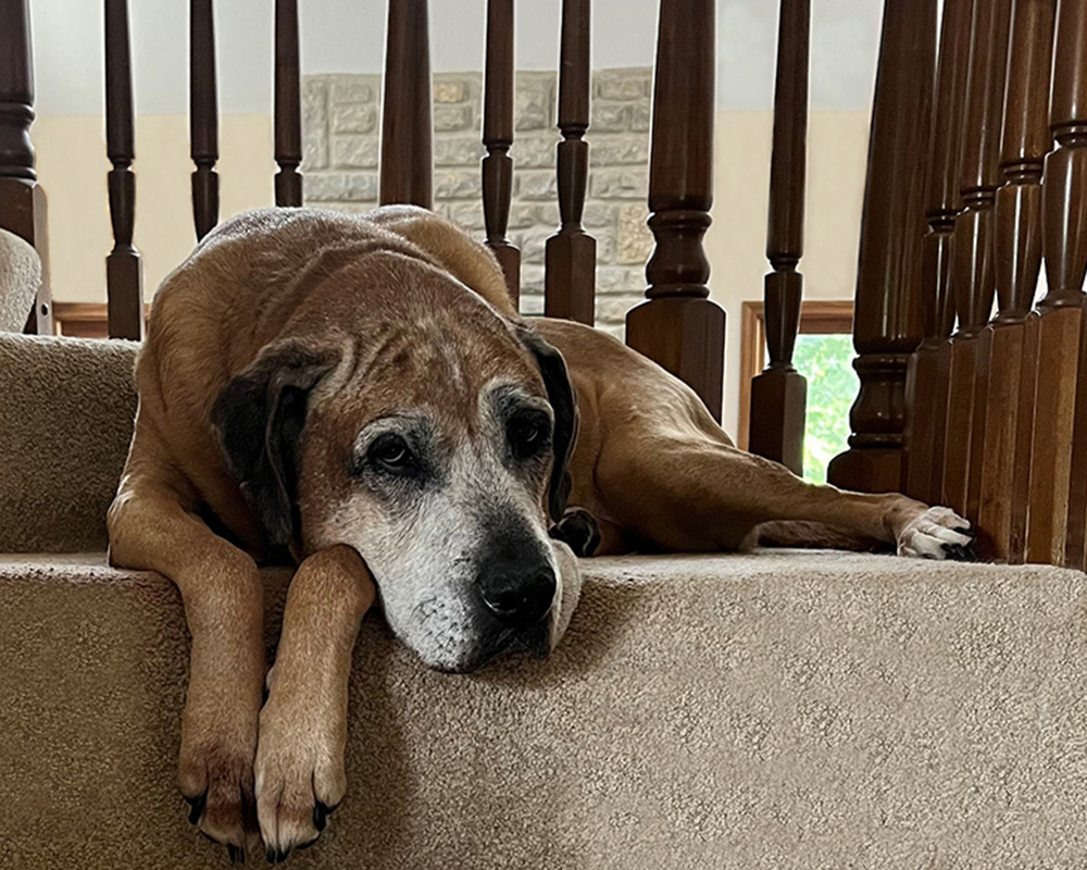 Older big brown dog laying on carpeted stairs.