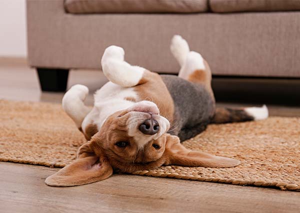 Avoid Flooring Pitfalls