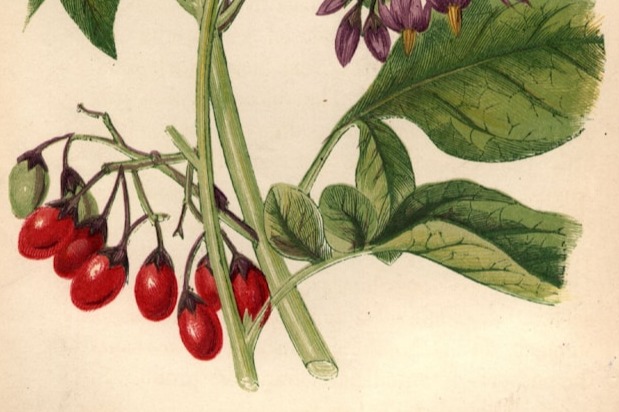 A bottle of Berberine supplements next to a healthy, protein-rich meal, symbolizing the need for balance.