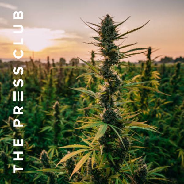 THE PRESS CLUB GERMANY CANNABIS LEGALIZATION